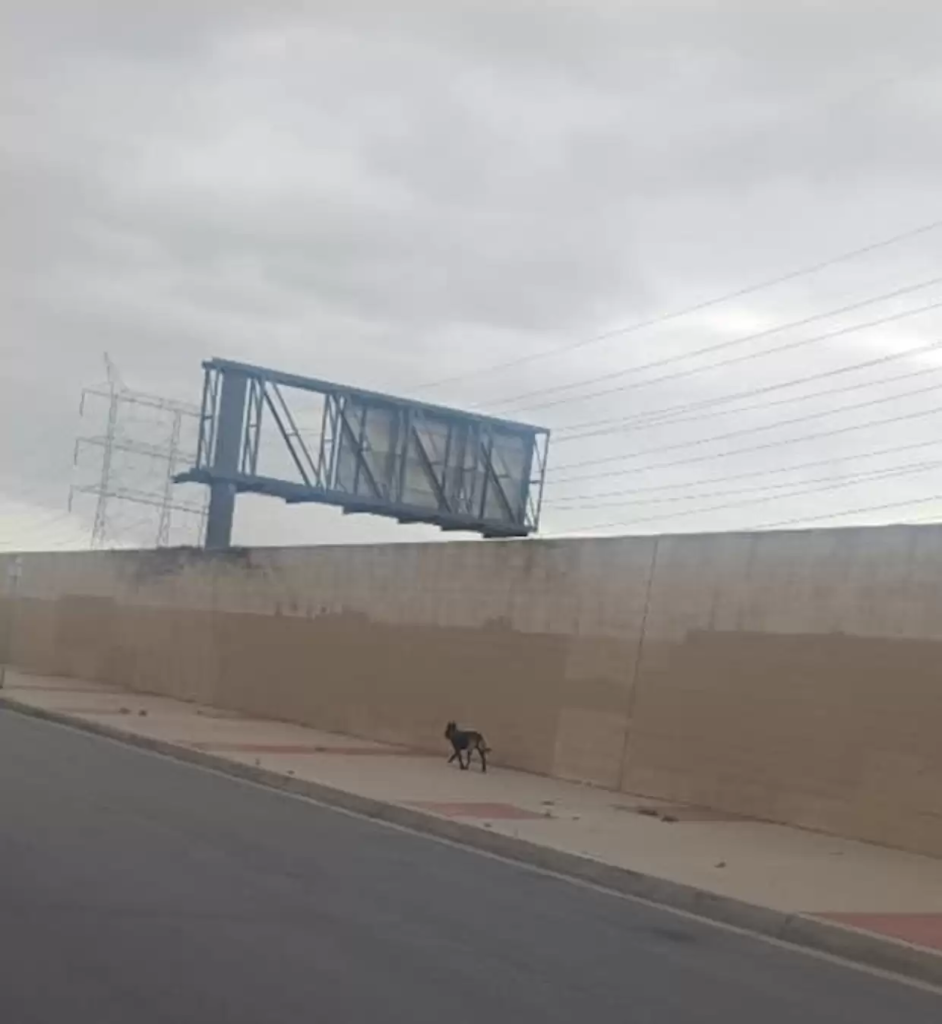 This wander dog's story is emotional
