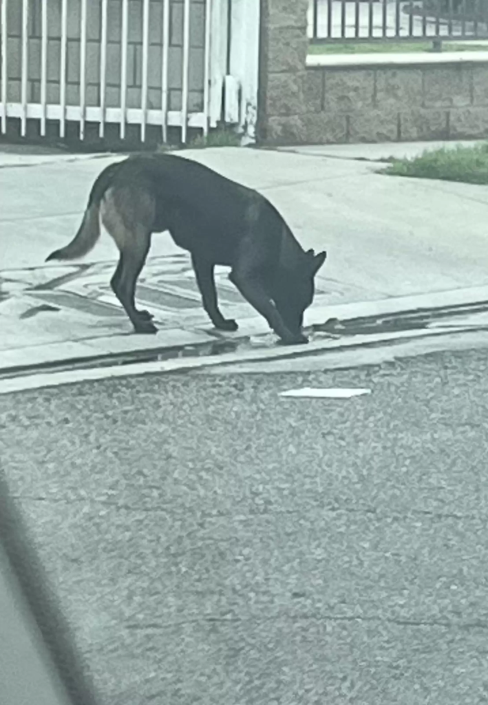 This wander dog's story is emotional
