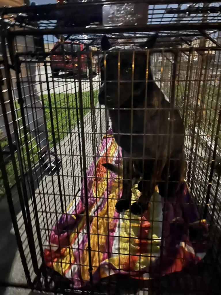 This wander dog's story is emotional