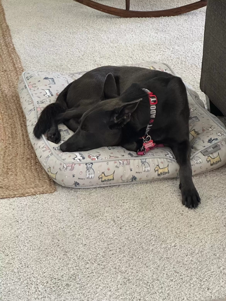 This wander dog's story is emotional
