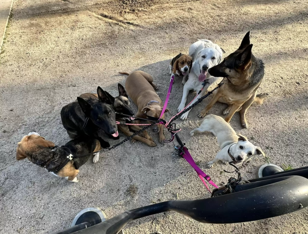 This wander dog's story is emotional