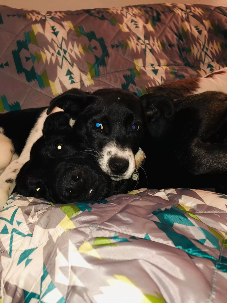 This wander dog's story is emotional