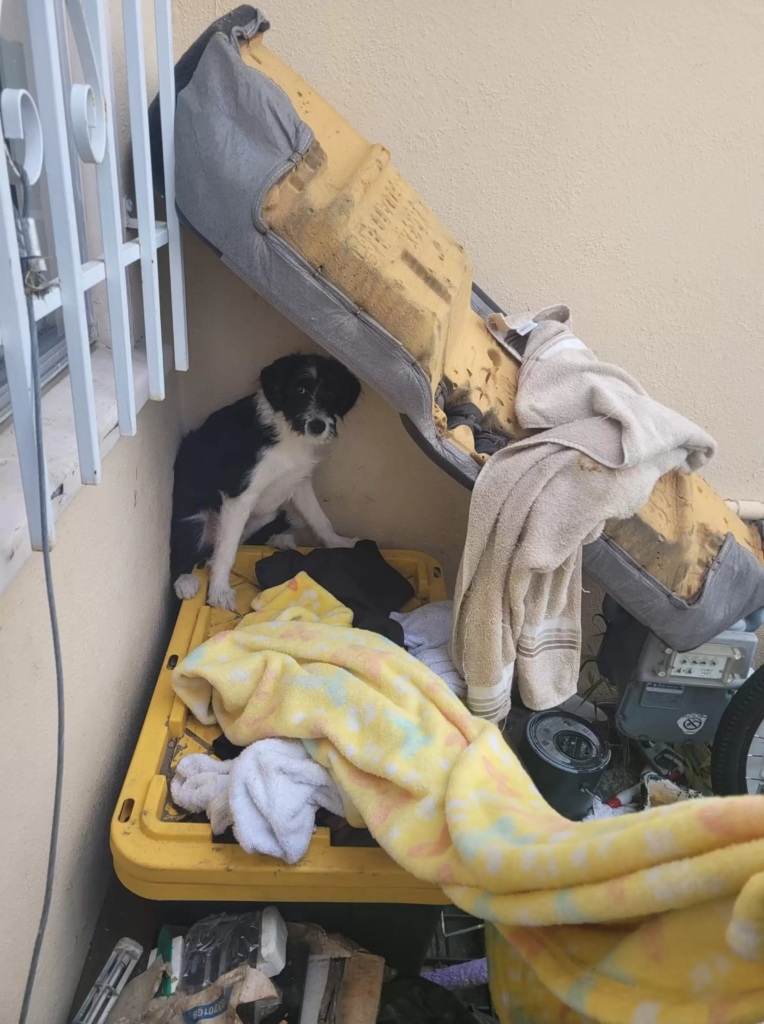 This story of stray dog melt you i swear