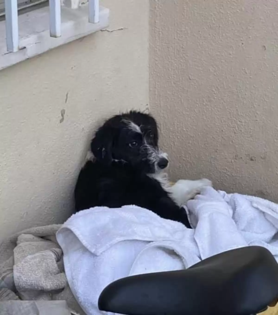 This story of stray dog melt you i swear