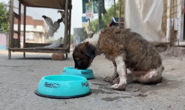 Rescue dog
