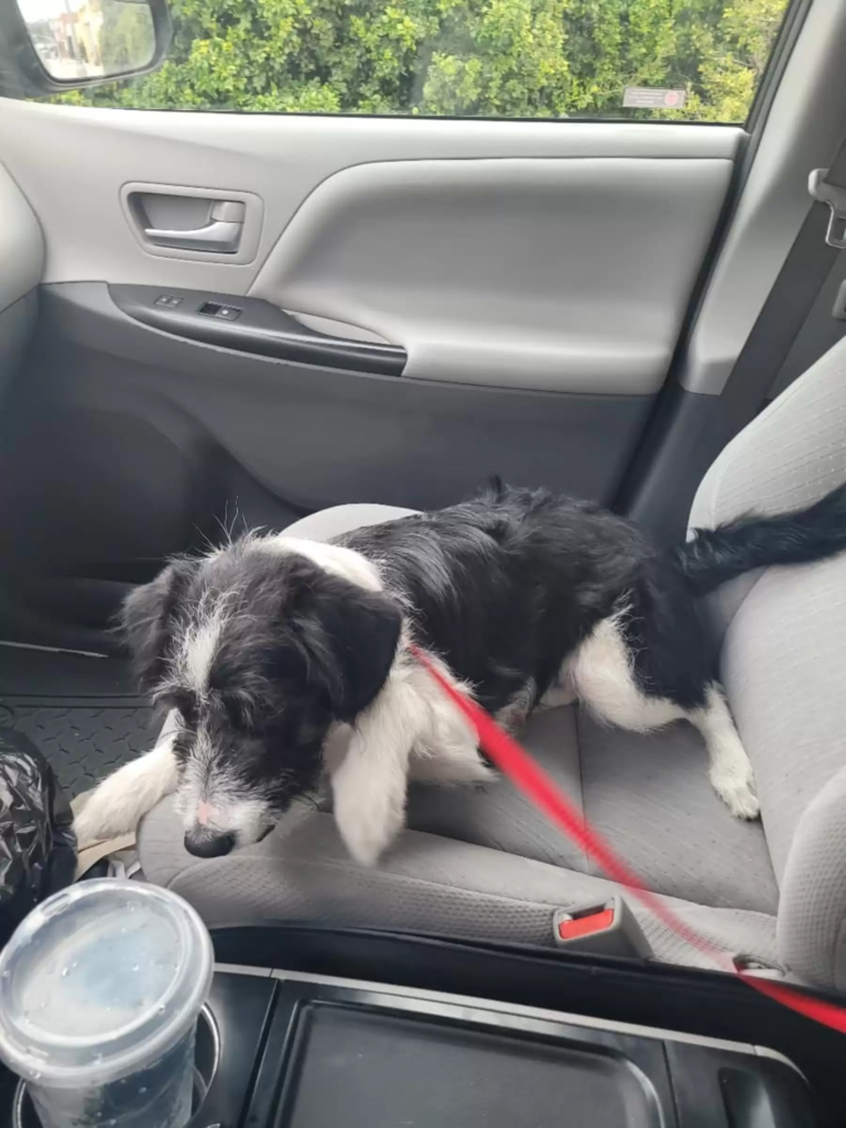 This story of stray dog melt you i swear