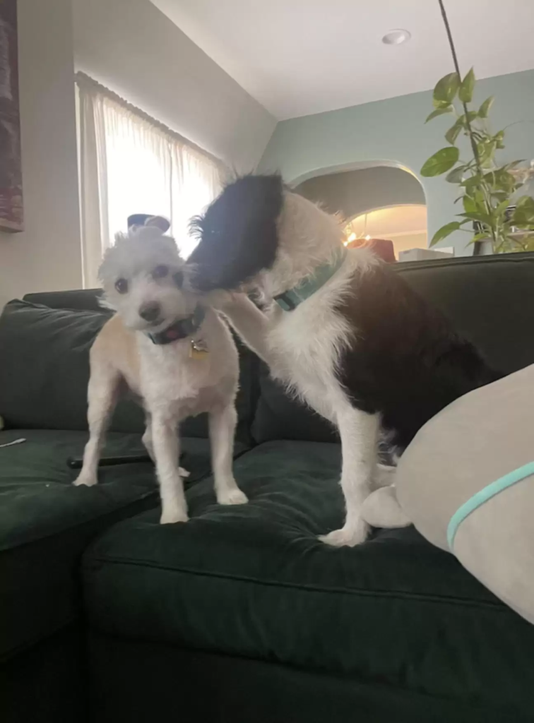 This story of stray dog melt you i swear