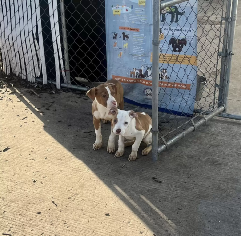 Their dogs were very accepting of him and the family absolutely adores him. Check their story