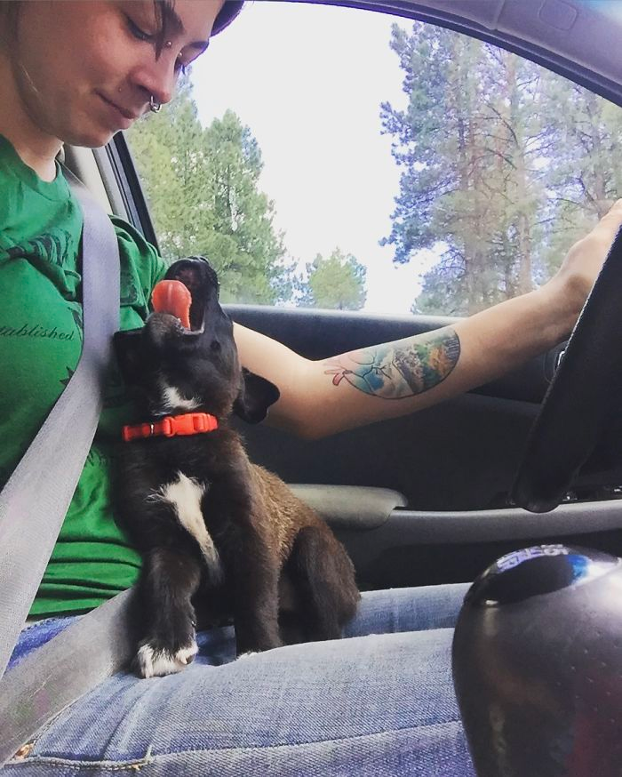 cute dog
