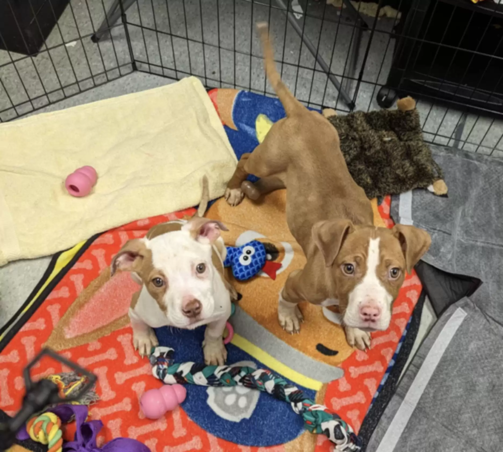 Their dogs were very accepting of him and the family absolutely adores him. Check their story
