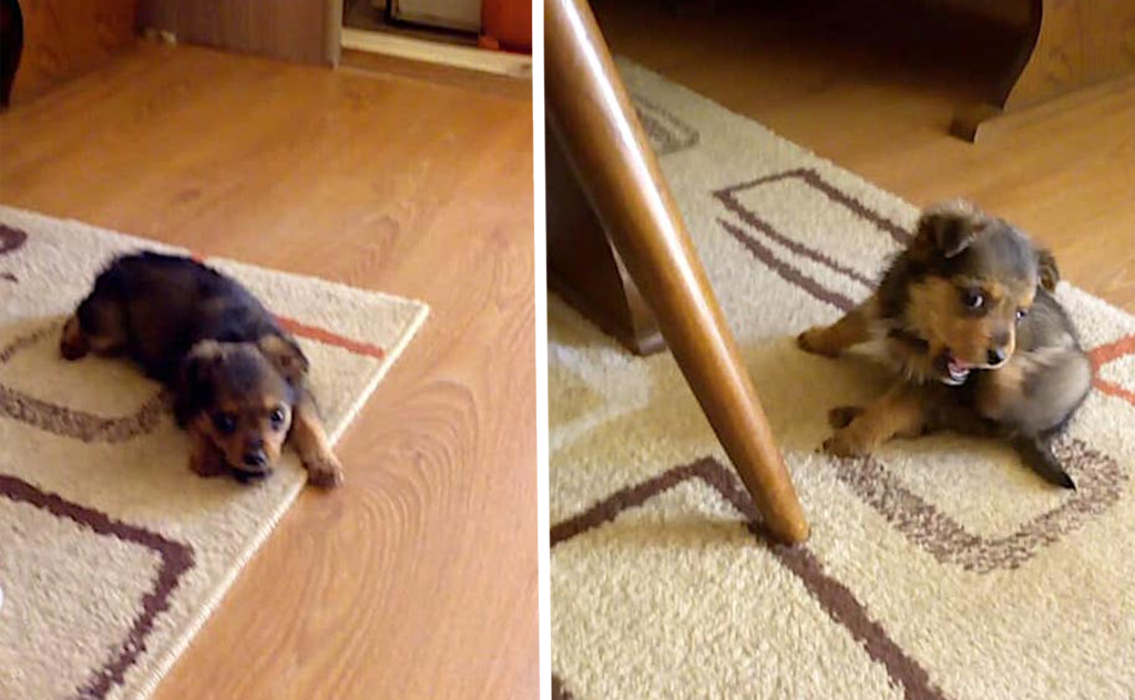 Such wonderful human beings saving the lives of man’s best friend