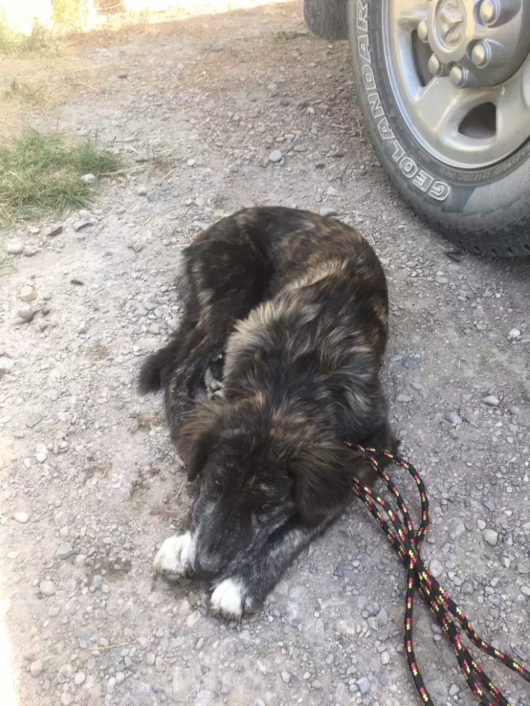 that's a sweet journey of this dog and her new family