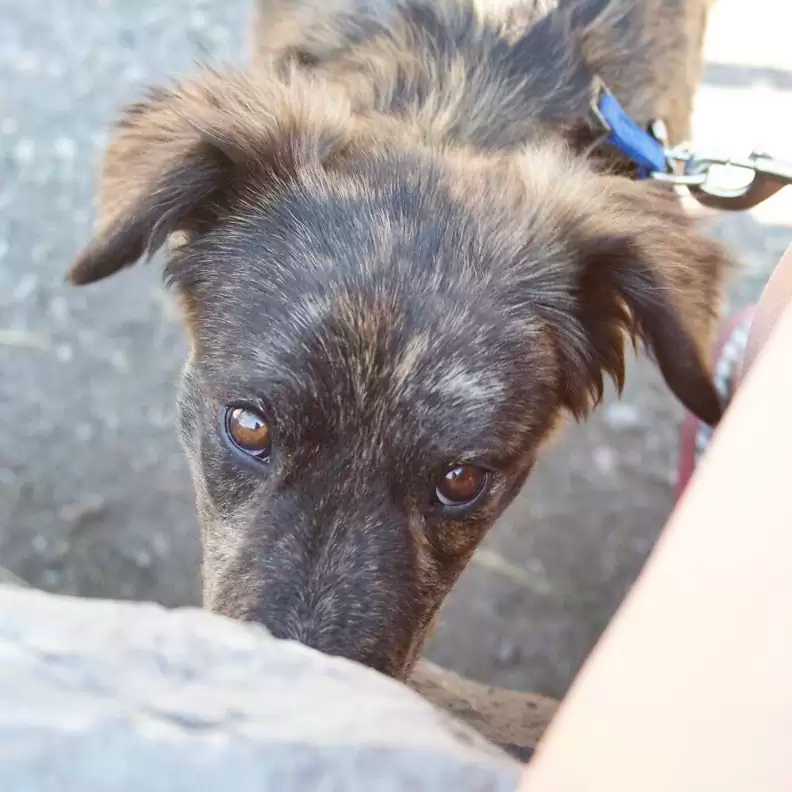 that's a sweet journey of this dog and her new family
