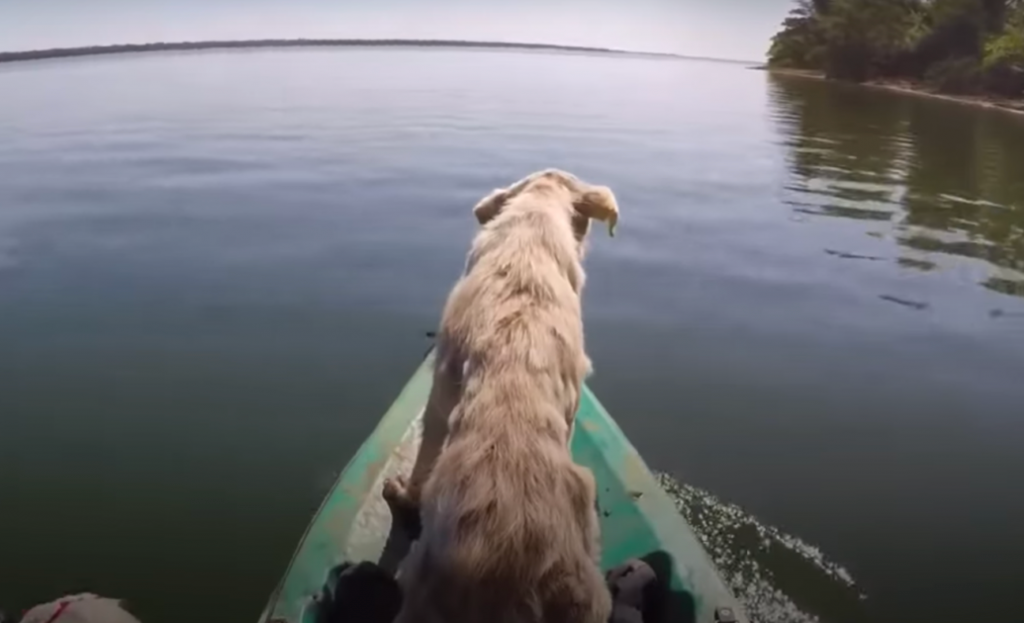 hopeless dog discovery his new hope