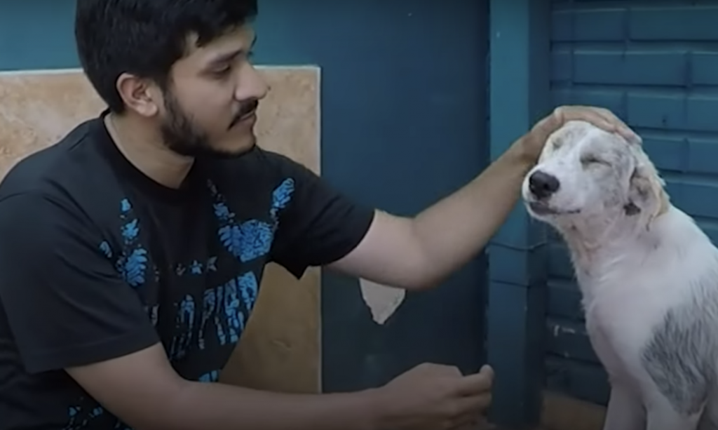 hopeless dog discovery his new hope