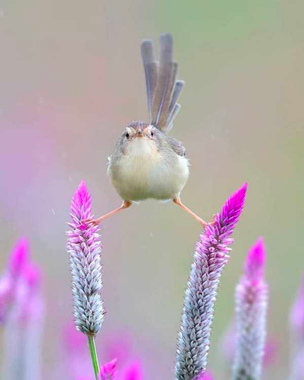 how funny these animal can be...