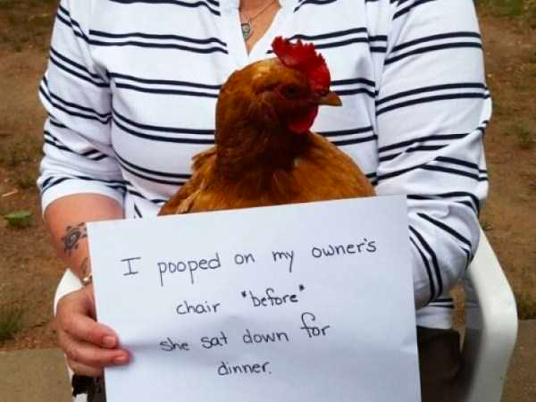 how funny these animal can be...