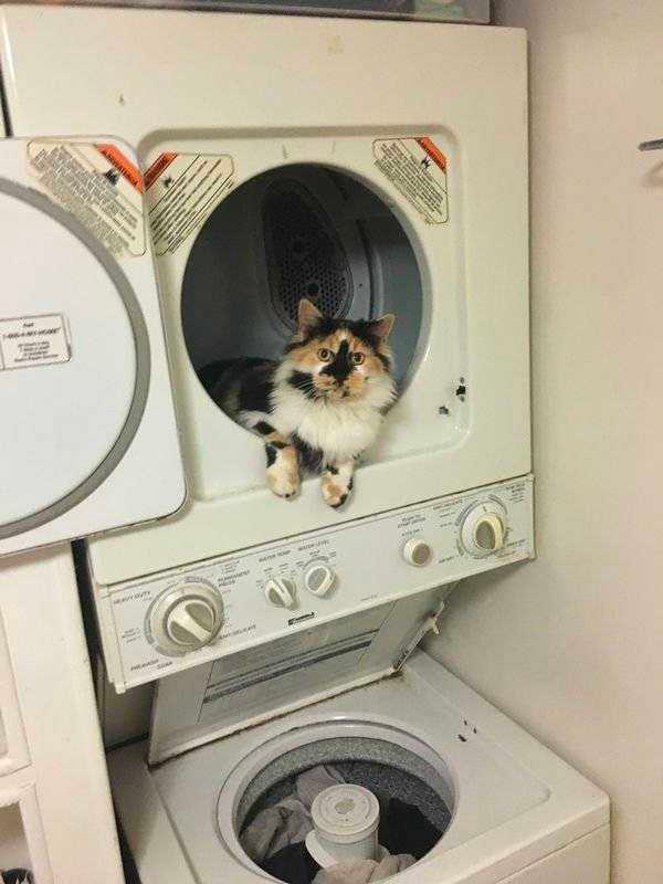 how funny these animal can be...