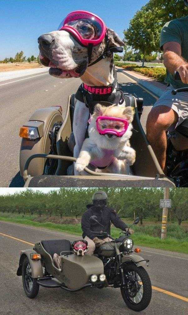 how funny these animal can be...