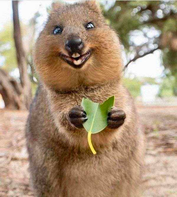 how funny these animal can be...
