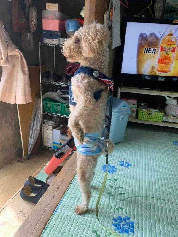 how funny these animal can be...