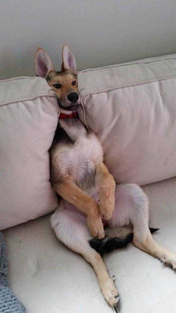 how funny these animal can be...