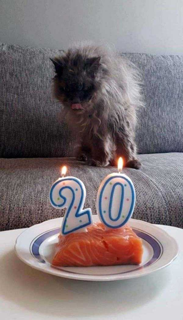 how funny these animal can be...