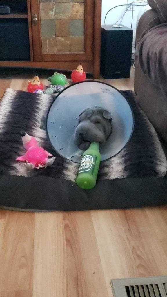 how funny these animal can be...