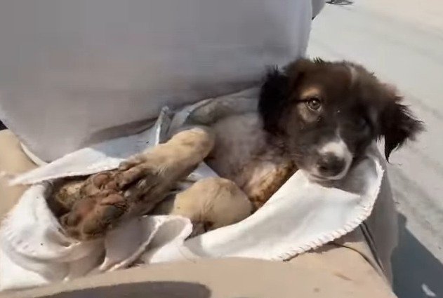 Rescue dog