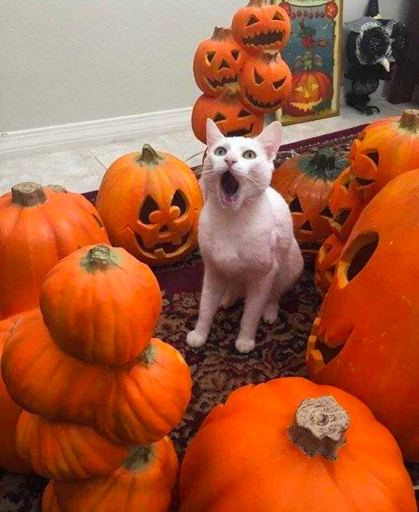 how funny these animal can be...