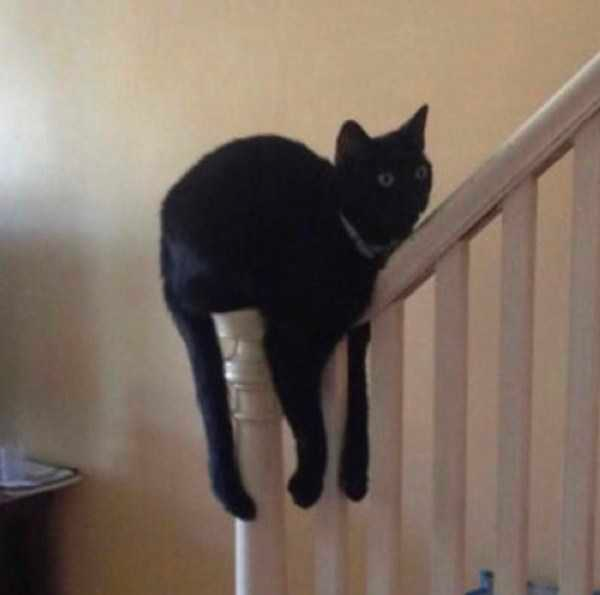 how funny these animal can be...
