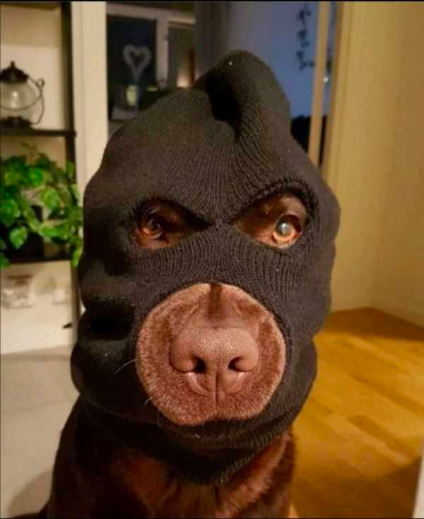 how funny these animal can be...
