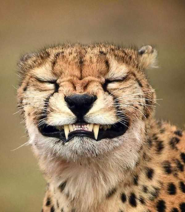 how funny these animal can be...