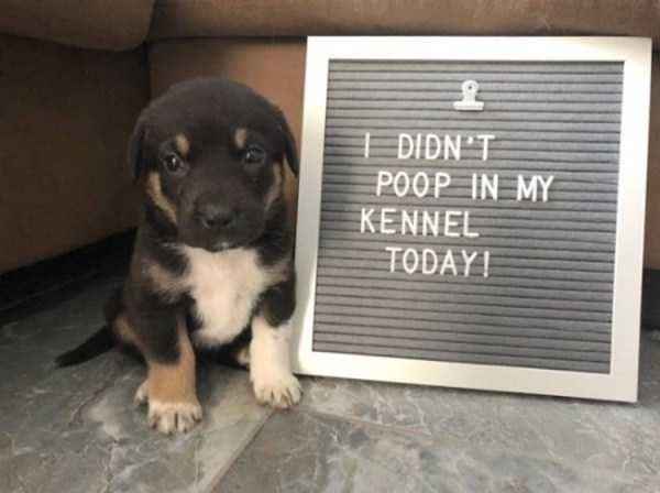 how funny these animal can be...