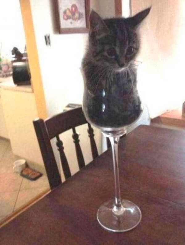 how funny these animal can be...