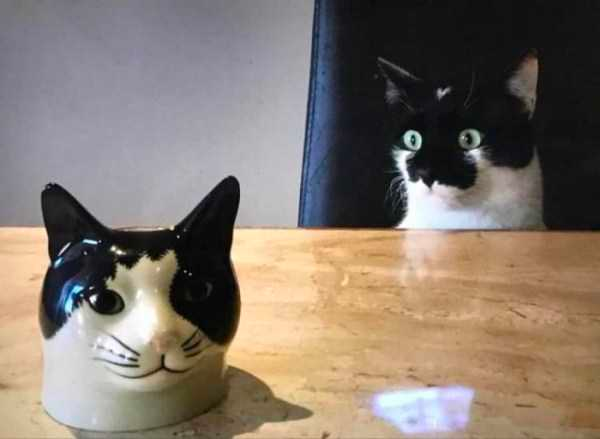 how funny these animal can be...