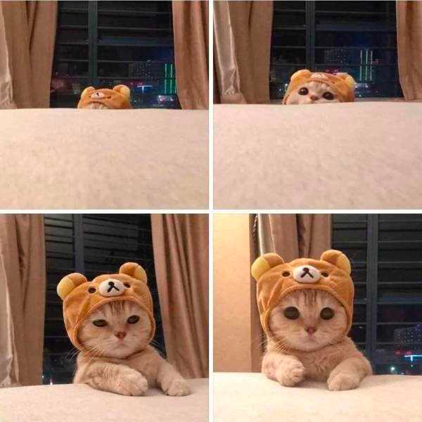 how funny these animal can be...