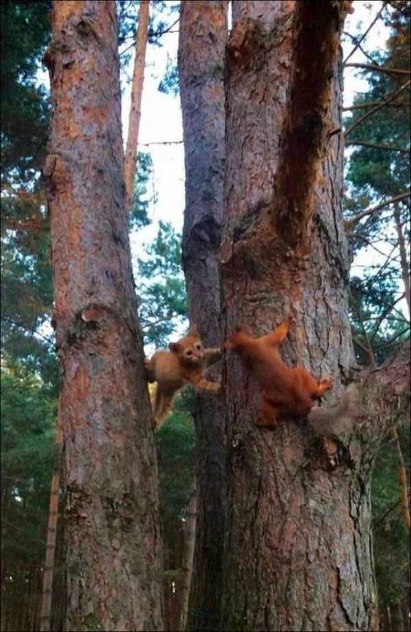 how funny these animal can be...