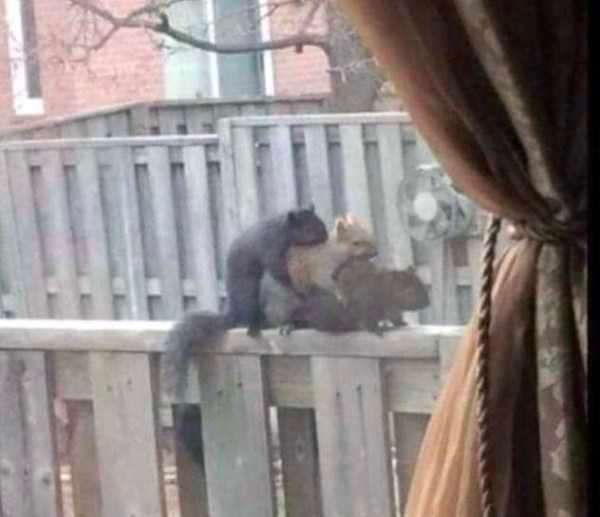 how funny these animal can be...