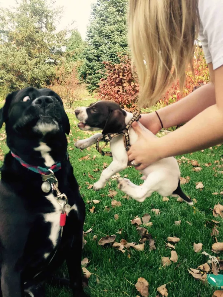 Dogs are cute. Dogs are majestic. Dogs are...weirdos. But we love them no matter what!