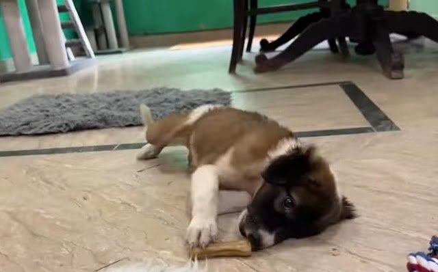Rescue dog