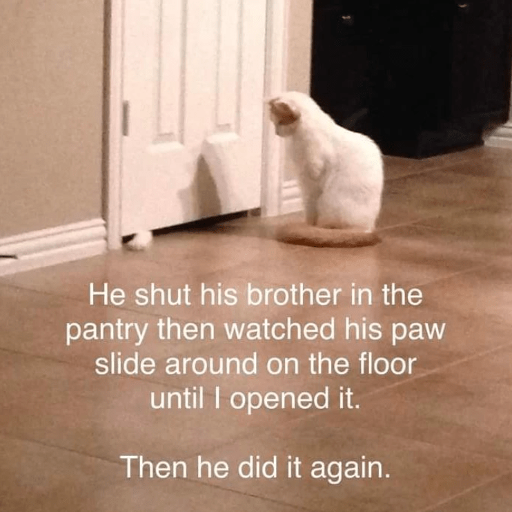 funny life, funny memes