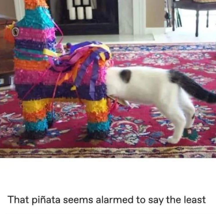 funny life, funny memes
