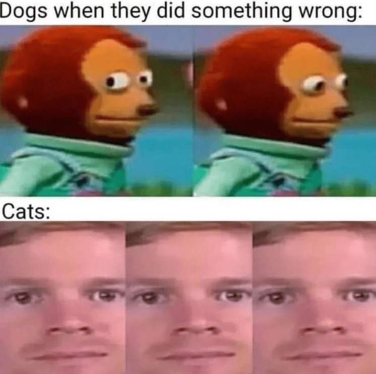 funny life, funny memes