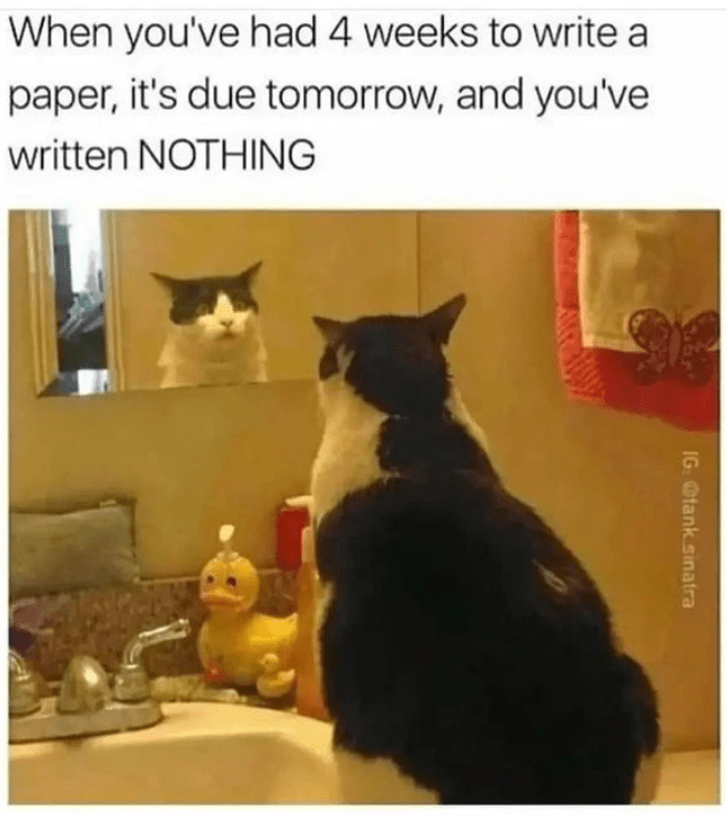 cat person will love it