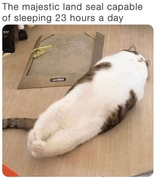 cat person will love it