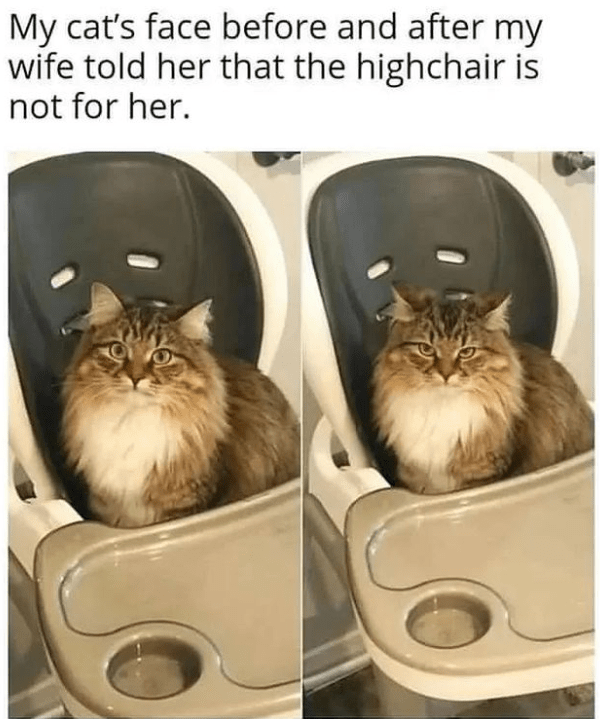 cat person will love it
