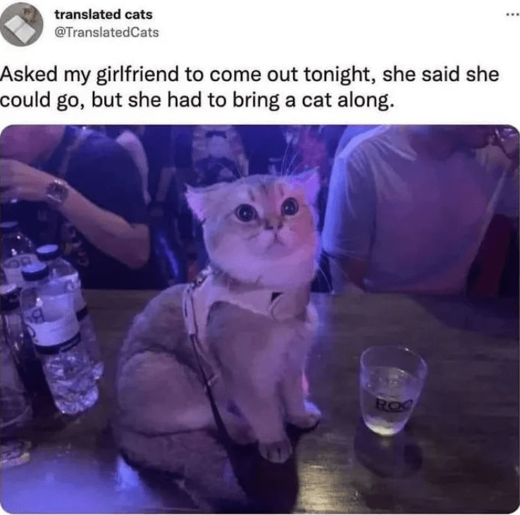 cat person will love it