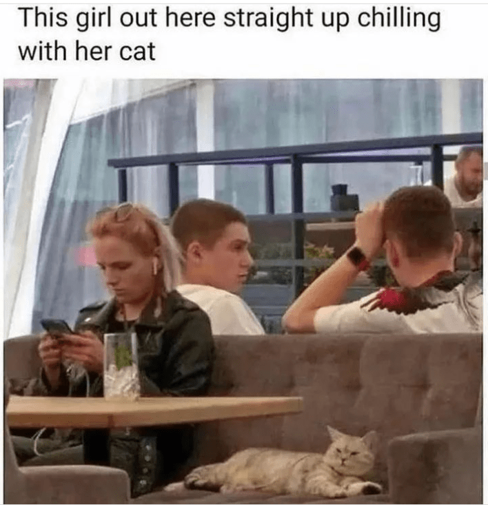 cat person will love it