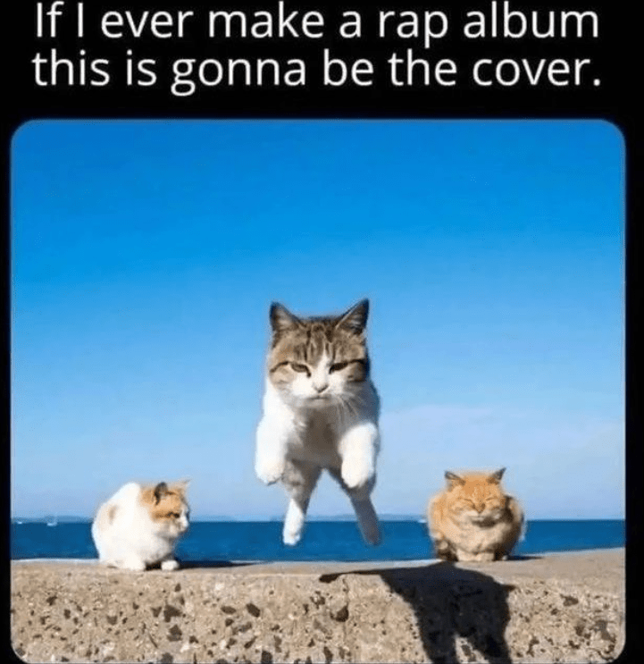 cat person will love it